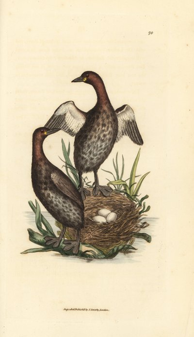 Lilla dopping, Tachybaptus ruficollis (Små dopping, Colymbus hebridicus?). Para på boet med tre ägg. Handkolorerad kopparstick av James Sowerby från The British Miscellany, eller färgade figurer av nya, sällsynta eller föga kända djur av James Sowerby