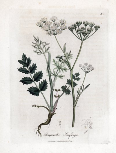 Locage saxifrage - Burnet saxifrage, Pimpinella saxifraga. Handfärgad kopparstick från en botanisk illustration av James Sowerby från William Woodville och Sir William Jackson Hookers "" Medical Botany", John Bohn, London av James Sowerby
