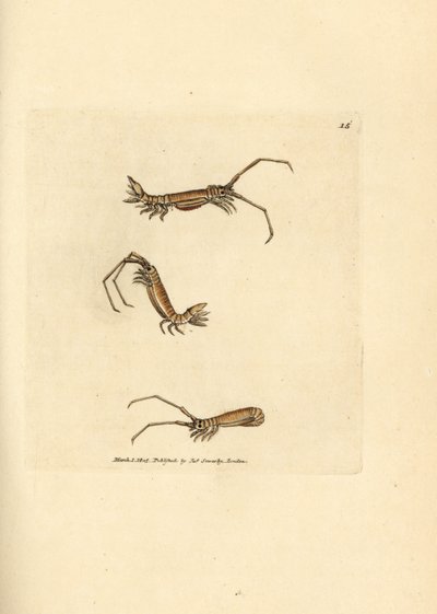 Långhornig isopod, Astacilla longicornis (Oniscus longicornis). Handkolorerad kopparstick av James Sowerby från The British Miscellany, eller färgade figurer av nya, sällsynta eller föga kända djurämnen. av James Sowerby