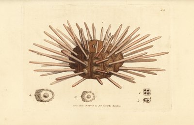 Långryggad skifferfläns sjöborre, Cidaris cidaris (Echinus cidaris). Handkolorerad kopparstick av James Sowerby från The British Miscellany, eller färgade figurer av nya, sällsynta eller föga kända djurämnen. av James Sowerby