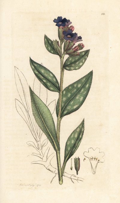 Lungört, Pulmonaria officinalis (pulmonal) Handkolorerad kopparstick efter illustration av James Sowerby från James Smith