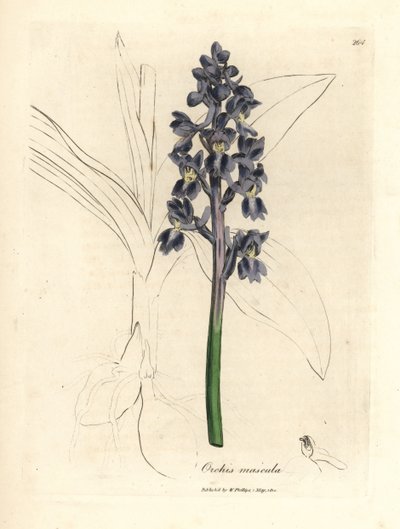 Hanorkidéer, hanorkidéer av James Sowerby