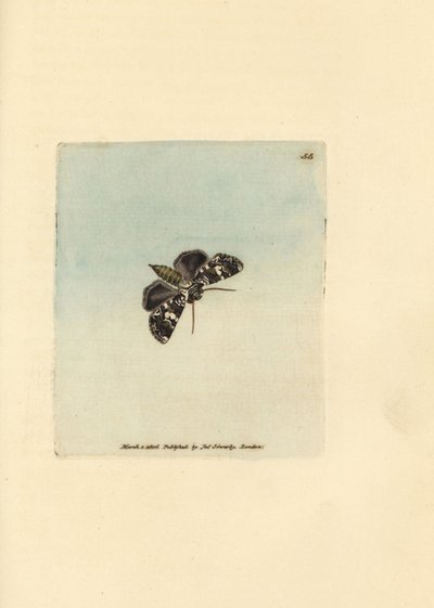 Marmorerad kransfjäril, Hadena confusa (Phalaena x-scriptum). Handkolorerad kopparstick av James Sowerby från The British Miscellany, eller färgade figurer av nya, sällsynta eller föga kända djurämnen. av James Sowerby