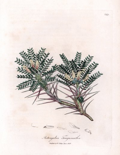 Marseille Astragalus eller mammas kudde - Gettaggmjölksvicker, Astragalus tragacantha. Handfärgad kopparstick från en botanisk illustration av James Sowerby från William Woodville och Sir William Jackson Hookers "" Medical Botany,"" John av James Sowerby