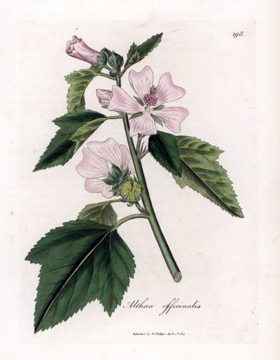 Marshmallow officinale eller vild eller vit lila marshmallow, Althaea officinalis. Handfärgad kopparstick från en botanisk illustration av James Sowerby från William Woodville och Sir William Jackson Hookers "" Medical Botany,"" John Bohn, London av James Sowerby