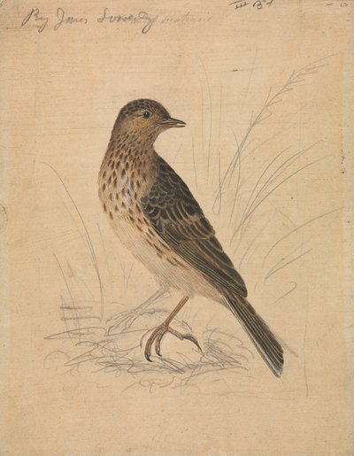 Ängsparv av James Sowerby
