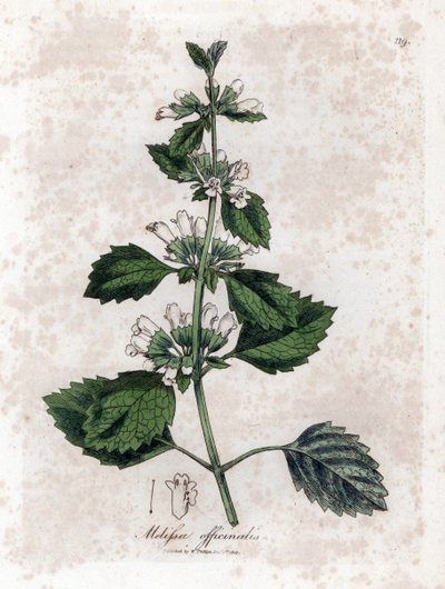 Melisse officinale eller melisse citrongräs - Vanlig balsam, Melissa officinalis. Handfärgad kopparstick från en botanisk illustration av James Sowerby från William Woodville och Sir William Jackson Hookers "" Medical Botany", John Bohn, London av James Sowerby