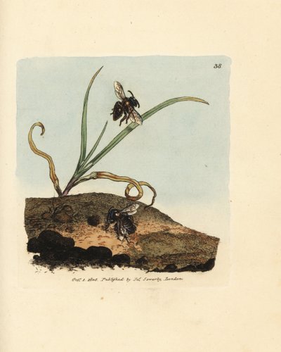 Gruvbi, Andrena nigroaenea (Melitta nigro-aenea). Handfärgad kopparstick av James Sowerby från The British Miscellany, eller färgade figurer av nya, sällsynta eller föga kända djurämnen. av James Sowerby