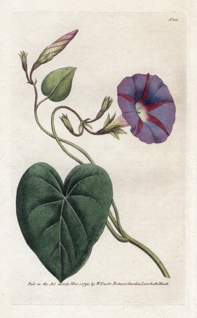 Morning Glory eller Ipomee - Litografi av James Sowerby (1757-1822), från William Curtis