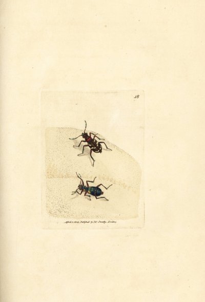Nordlig dyntigerbagge, Cicindela hybrida. Handkolorerad kopparstick av James Sowerby från The British Miscellany, eller färgade figurer av nya, sällsynta eller föga kända djurämnen. av James Sowerby
