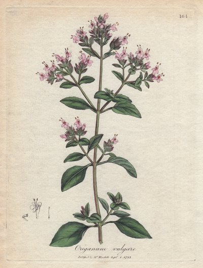 Oregano. Handfärgad kopparstick från en teckning av James Sowerby (1757-1822), i Botanique Medicinale av James Sowerby