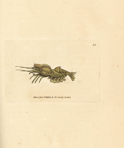 Papegojräka, Spirontocaris spinus (ryggryggsräka; Cancer spinus). Handkolorerad kopparstick av James Sowerby från The British Miscellany, eller färgade figurer av nya, sällsynta eller föga kända djurämnen. av James Sowerby