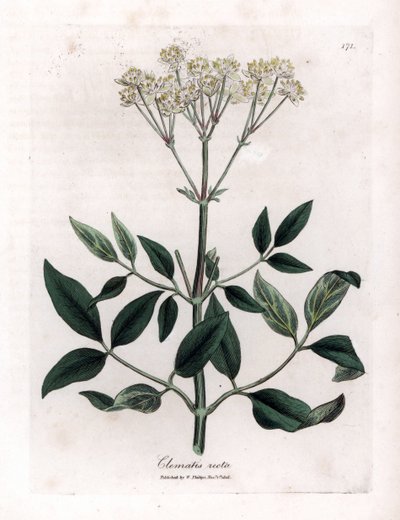 Perenn clematite - Upprätt jungfruklädd, Clematis recta. Handfärgad kopparstick från en botanisk illustration av James Sowerby från William Woodville och Sir William Jackson Hookers "" Medical Botany", John Bohn, London av James Sowerby