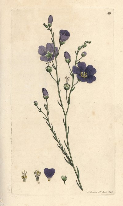 Perenn lin, Linum perenne (linen perace) Handkolorerad kopparstick efter en illustration av James Sowerby från James Smith