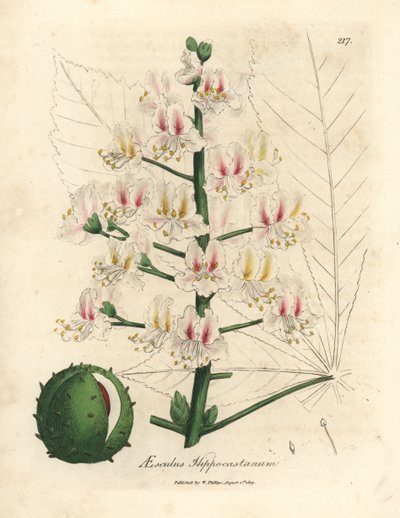 Rosa blomma och frukt av hästkastanjeträdet, Aesculus hippocastanum av James Sowerby