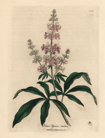 Rosablommigt kyskt träd, Vitex agnus castus av James Sowerby