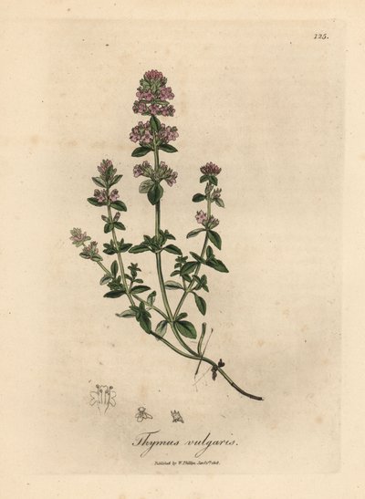 Rosa blommig trädgårdstimjan, Thymus vulgaris av James Sowerby