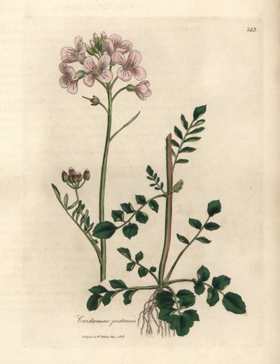 Rosablommig damsmocka eller gökblomma, Cardamine pratensis av James Sowerby