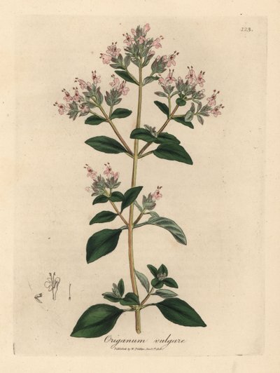 Rosablommig vild mejram, Origanum vulgare av James Sowerby