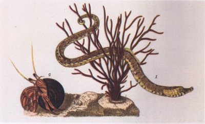 Pipe Fish and Eremit Crab, Nature in Britain publicerad av Collins, 1946 av James Sowerby