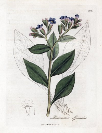 Pulmonary officinale - Lungört, Pulmonia officinalis. Handfärgad kopparstick från en botanisk illustration av James Sowerby från William Woodville och Sir William Jackson Hookers "" Medical Botany", John Bohn, London av James Sowerby