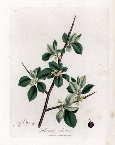 Rensande havtorn - Rensande havtorn, Rhamnus catharticus. Handfärgad kopparstick från en botanisk illustration av James Sowerby från William Woodville och Sir William Jackson Hookers "" Medical Botany", John Bohn, London av James Sowerby