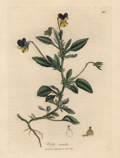 Lila och gul pensé, Viola tricolor av James Sowerby