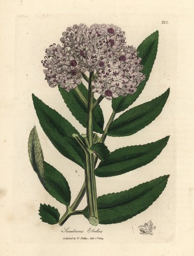 Lilablommigt dvärgfläderträd, Sambucus ebulus av James Sowerby