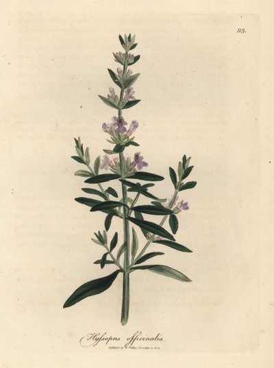 紫の花ヒソップ、Hyssopus officinalis スウェーデン av James Sowerby