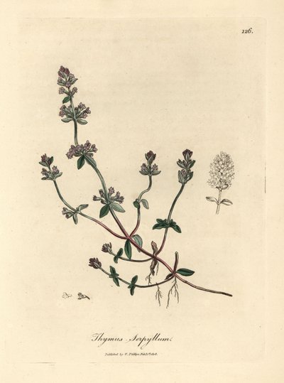 Lilablommig vild timjan, Thymus serpyllum av James Sowerby
