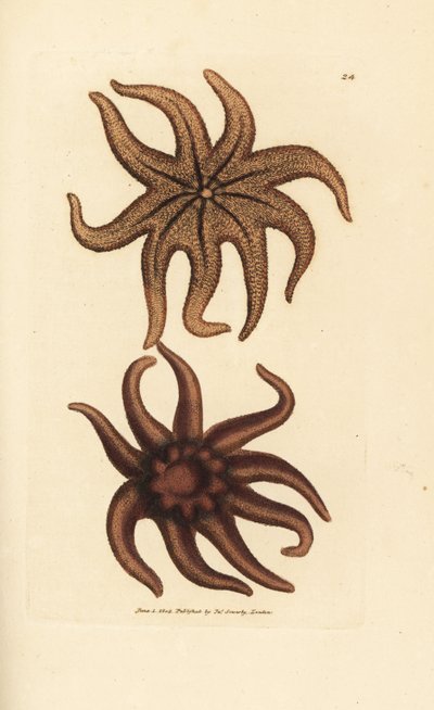 Lila solstjärna, Solaster endeca (Niostrålig sjöstjärna, Asterias endeca). Handkolorerad kopparstick av James Sowerby från The British Miscellany, eller färgade figurer av nya, sällsynta eller föga kända djurämnen. av James Sowerby