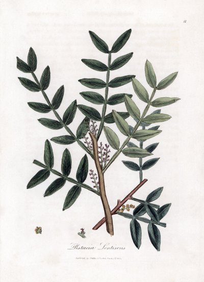 Putty tree eller lentiscus pistasch - Putty tree, Pistacia lentiscus. Handfärgad kopparstick från en botanisk illustration av James Sowerby från William Woodville och Sir William Jackson Hookers "" Medical Botany", John Bohn, London av James Sowerby