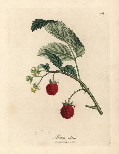 Hallonbuske med mogen frukt och gula blommor, Rubus idaeus av James Sowerby