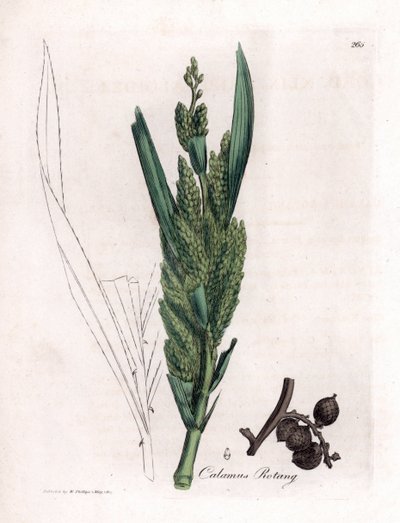 Rottingpalm - Rotang käpp, Calamus rotang. Handfärgad kopparstick från en botanisk illustration av James Sowerby från William Woodville och Sir William Jackson Hookers "" Medical Botany", John Bohn, London av James Sowerby