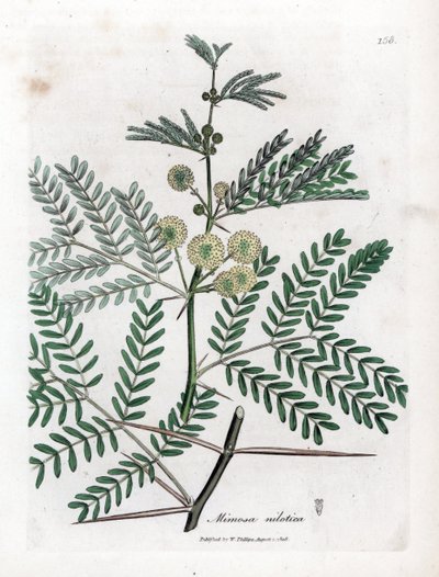 Red Gum - Gummi arabic tree, Acacia nilotica. Handfärgad kopparstick från en botanisk illustration av James Sowerby från William Woodville och Sir William Jackson Hookers "" Medical Botany", John Bohn, London av James Sowerby
