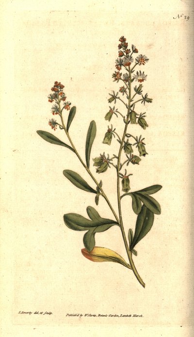 Reseda odorant - Sötdoftande reseda eller mignonette, Reseda odorata. Handkolorerad kopparstick och botanisk illustration av James Sowerby från William Curtis