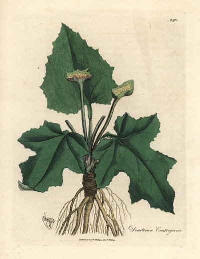 Rötter, rhizom, blad och blomma av contrayerva, Dorstenia contrajerva av James Sowerby