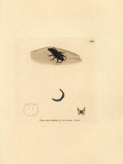 Rovebagge, Velleius dilatatus (Tandhornig Staphylinus, Staphylinus concolor). Handfärgad kopparstick av James Sowerby från The British Miscellany, eller färgade figurer av nya, sällsynta eller föga kända djurämnen. av James Sowerby