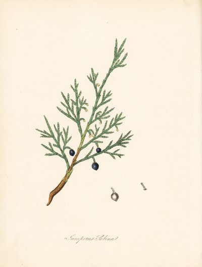 Sabine enbär - Vanlig savin eller enbär savin, Juniperus sabina. Taget från en illustration av James Sowerby från William Woodville och Sir William Jackson Hookers "Medical Botany." Handkolorerad zinkograf av C. Chabot tecknad av Miss M. A. Burnett från h. av James Sowerby
