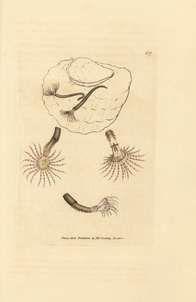 Sandmask med röda filtar, Amphitrite rosea. Handkolorerad kopparstick av James Sowerby från The British Miscellany, eller färgade figurer av nya, sällsynta eller föga kända djurämnen. av James Sowerby