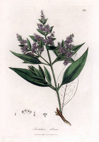 Sandelträ - Indisk sandelträ, Santalum album. Sårbar. Handfärgad kopparstick från en botanisk illustration av James Sowerby från William Woodville och Sir William Jackson Hookers "" Medical Botany", John Bohn, London av James Sowerby