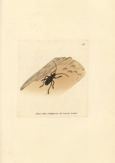 Sarosesthes fulminans skalbagge (Cerambyx fulminans). Handkolorerad kopparstick av James Sowerby från The British Miscellany, eller färgade figurer av nya, sällsynta eller föga kända djurämnen. av James Sowerby