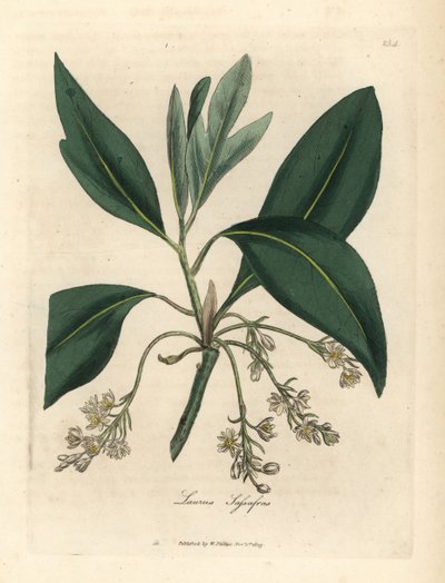 Sassafras träd, Laurus sassafras av James Sowerby