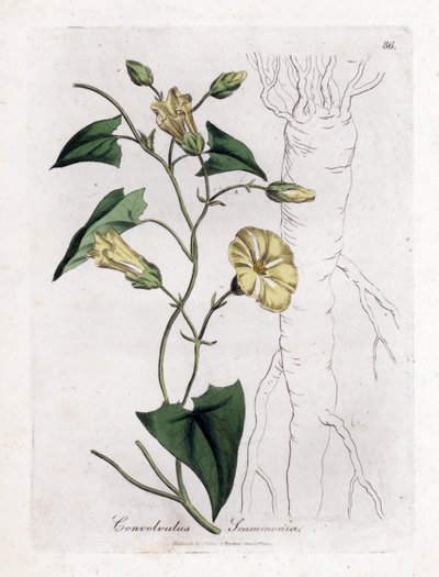 Scamonee - Scammony bindweed, Convolvulus scammonia. Handfärgad kopparstick från en botanisk illustration av James Sowerby från William Woodville och Sir William Jackson Hookers "" Medical Botany", John Bohn, London av James Sowerby