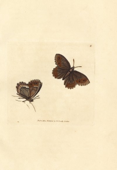 Scotch Argus fjäril, Erebia aethiops (Papilio blandina). Handfärgad kopparstick av James Sowerby från The British Miscellany, eller färgade figurer av nya, sällsynta eller föga kända djurämnen. av James Sowerby