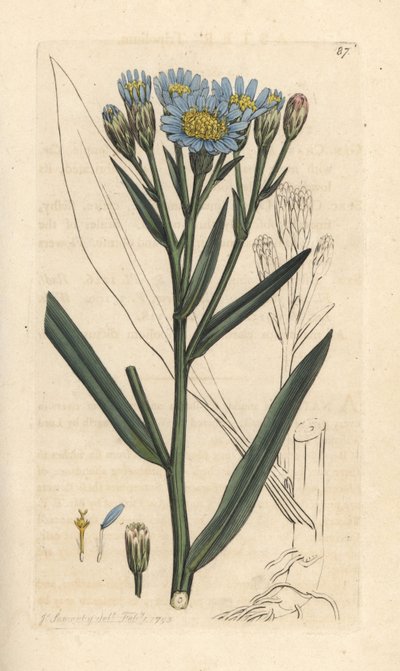 Havsaster, Tripolium pannonicum subsp. tripolium (Sea starwort, Aster tripolium) (Aster maritime) Handfärgad kopparstick efter en illustration av James Sowerby från James Smith