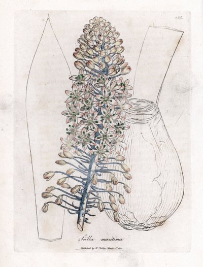 Havslök eller squill, Drimia maritima. Handfärgad kopparstick från en botanisk illustration av James Sowerby från William Woodville och Sir William Jackson Hookers "" Medical Botany", John Bohn, London av James Sowerby
