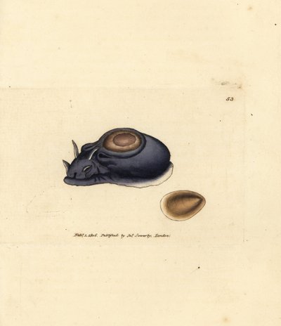 Havsnigel eller havshare, Aplysia punctata (Aplysia hybrida). Handkolorerad kopparstick av James Sowerby från The British Miscellany, eller färgade figurer av nya, sällsynta eller föga kända djurämnen. av James Sowerby