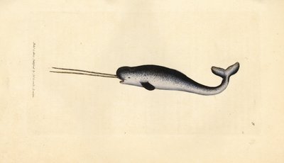 Havets enhörning eller narval, Monodon monoceros. Sällsynt exemplar med dubbla betar. Handkolorerad kopparstick av James Sowerby från The British Miscellany, eller färgade figurer av nya, sällsynta eller föga kända djurämnen. av James Sowerby