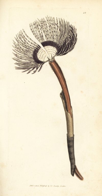 Havsmask, Amphitrite ventilabrum. Handkolorerad kopparstick av James Sowerby från The British Miscellany, eller färgade figurer av nya, sällsynta eller föga kända djurämnen. av James Sowerby